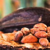 cacao