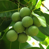 calophylle tamanu