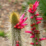 candelilla