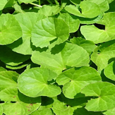 centella asiatica gotukola