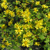 chrysanthellum americanum