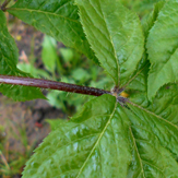 eleutherocoque ginseng siberien