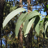 eucalyptus