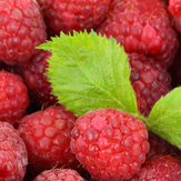 framboise