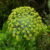 galbanum