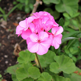 geranium