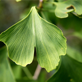 ginkgo biloba