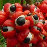 guarana