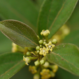 gymnema sylvestre