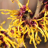 hamamelis