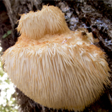 hericium