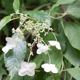 hydrangea