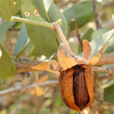 jojoba