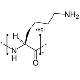 lysine