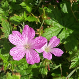 mauve sylvestre