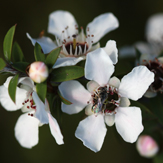 miel de manuka