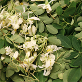 moringa