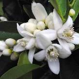 neroli