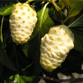 noni