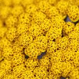 pollen