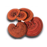 reishi