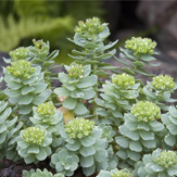 rhodiola rosea