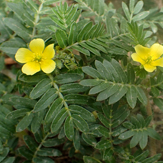 tribulus