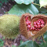 urucum