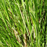 vetiver