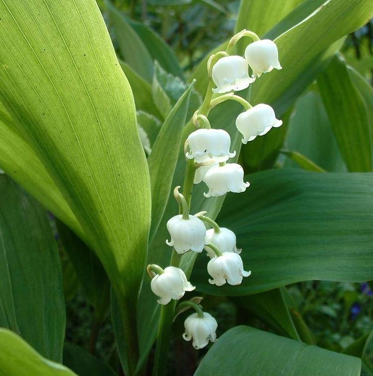 muguet-louis-herboristerie